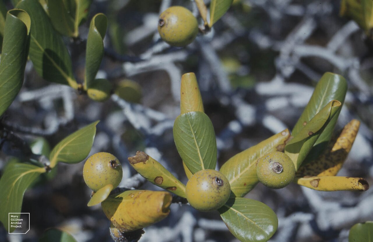 Sevenyear apple: South Salt Pan Succession. Little San Salvador