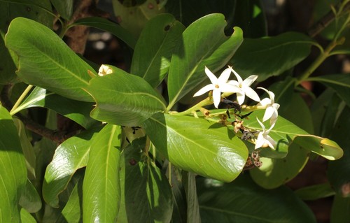 Sevenyear apple (Casasia clusiifolia)