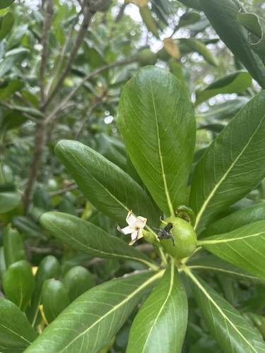 Sevenyear apple (Casasia clusiifolia)
