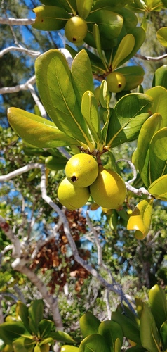 Sevenyear apple (Casasia clusiifolia)