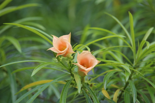 Yellow oleander