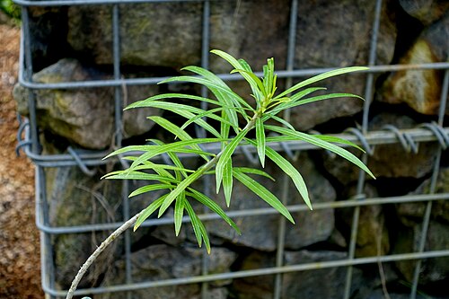 Thevetia: Botanical specimen in the Shinjuku Gyo-en Greenhouse - Tokyo, Japan.