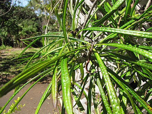 Thevetia: Thevetia thevetioides (Giant thevetia) Leaves at Enchanting Floral Gardens of Kula, Maui, Hawaii. March 13, 2013 #130313-2508 Image Use Policy