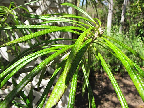 Thevetia: Thevetia thevetioides (Giant thevetia) Leaves at Enchanting Floral Gardens of Kula, Maui, Hawaii. March 13, 2013 #130313-2509 Image Use Policy