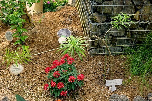 Thevetia: Botanical specimen in the Shinjuku Gyo-en Greenhouse - Tokyo, Japan.