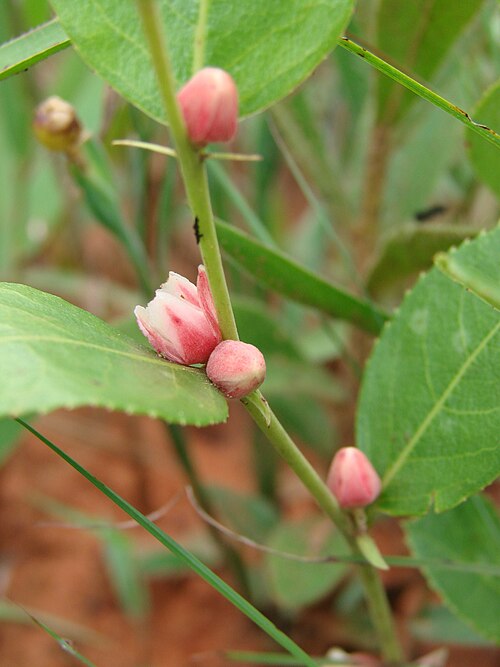 Casearia altiplanensis: Casearia altiplanensis Sleumer - SALICACEAE - Jardim Botânico de Brasília - Brasília - Distrito Federal - Brasil.