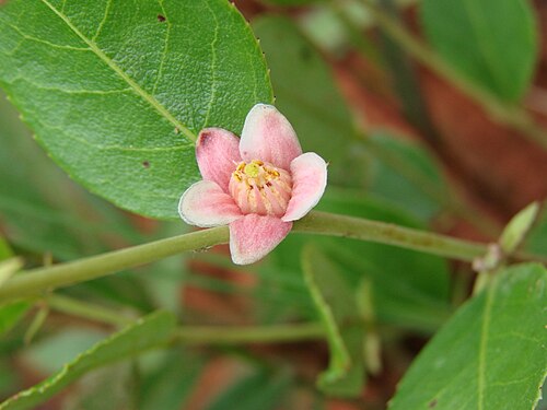 Casearia altiplanensis: Casearia altiplanensis Sleumer - SALICACEAE - Jardim Botânico de Brasília - Brasília - Distrito Federal - Brasil.