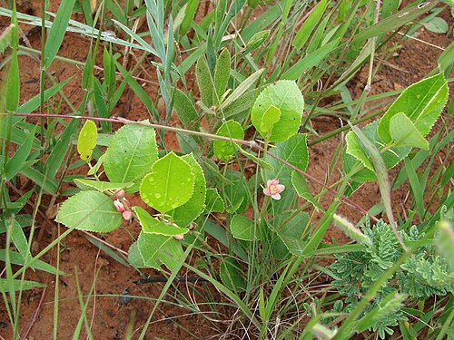 Casearia altiplanensis: Casearia altiplanensis Sleumer - SALICACEAE - Espécie endêmica do Cerrado - Jardim Botânico de Brasília - Brasília - Distrito Federal - Brasil.