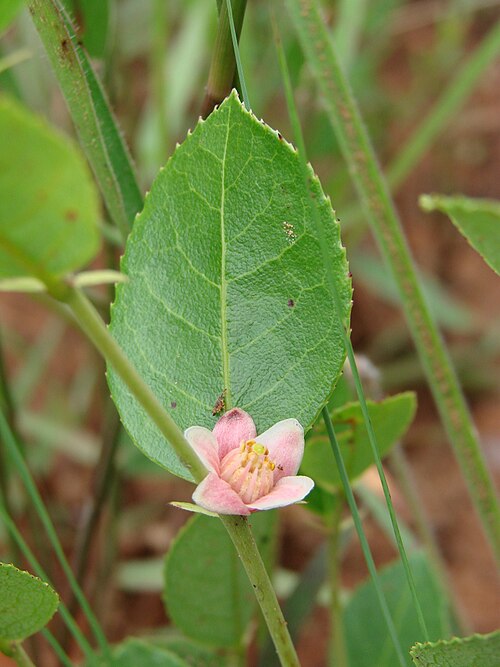 Casearia altiplanensis: Casearia altiplanensis Sleumer - SALICACEAE - Jardim Botânico de Brasília - Brasília - Distrito Federal - Brasil.