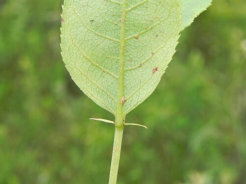 Casearia altiplanensis: Casearia altiplanensis Sleumer - SALICACEAE - Jardim Botânico de Brasília - Brasília - Distrito Federal - Brasil.