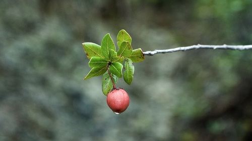 Casearia aquifolia (Casearia aquifolia)