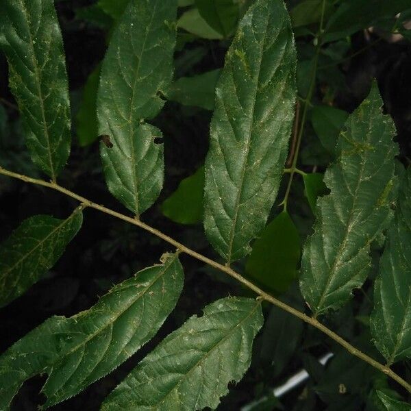 Gia verde (Casearia arborea)