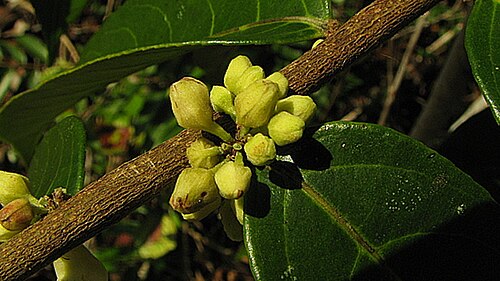 Gia verde: Casearia arborea (Rich.) Urb.