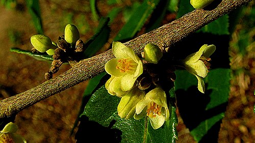 Gia verde: Casearia arborea (Rich.) Urb.