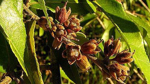 Gia verde: Casearia arborea (Rich.) Urb.