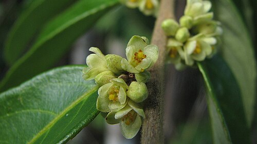 Gia verde: Casearia arborea (Rich.) Urb.