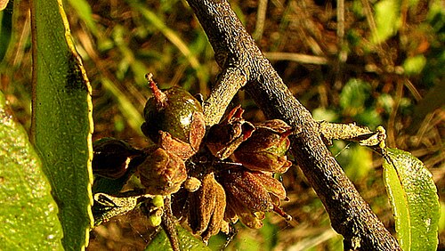 Gia verde: Casearia arborea (Rich.) Urb.