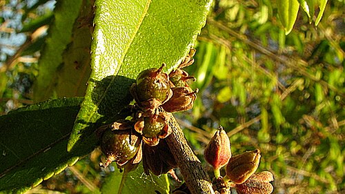 Gia verde: Casearia arborea (Rich.) Urb.