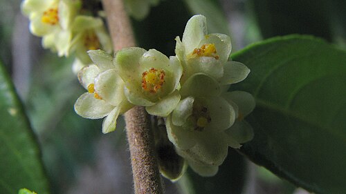 Gia verde: Casearia arborea (Rich.) Urb.