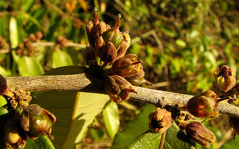 Gia verde: Casearia arborea in Entre Rios, Bahia, Brazil