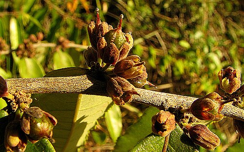 Gia verde: Casearia arborea in Entre Rios, Bahia, Brazil