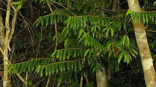 Gia verde: Casearia arborea (Rich.) Urb.
