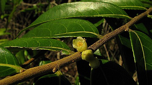 Gia verde: Casearia arborea (Rich.) Urb.