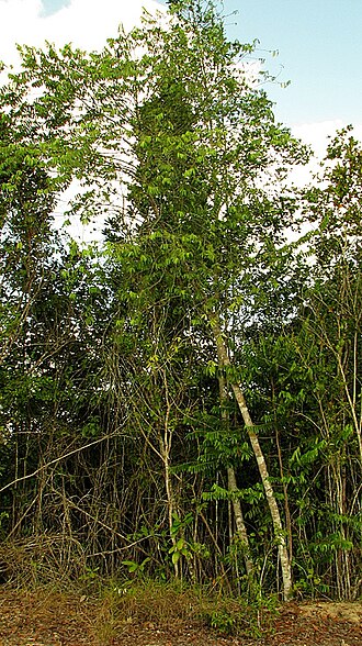Gia verde: Casearia arborea (Rich.) Urb.