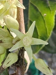 Casearia arguta (Casearia arguta)