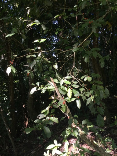 Casearia arguta (Casearia arguta)