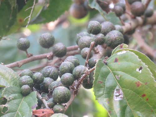 Casearia arguta (Casearia arguta)