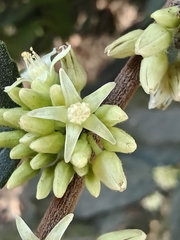 Casearia arguta (Casearia arguta)
