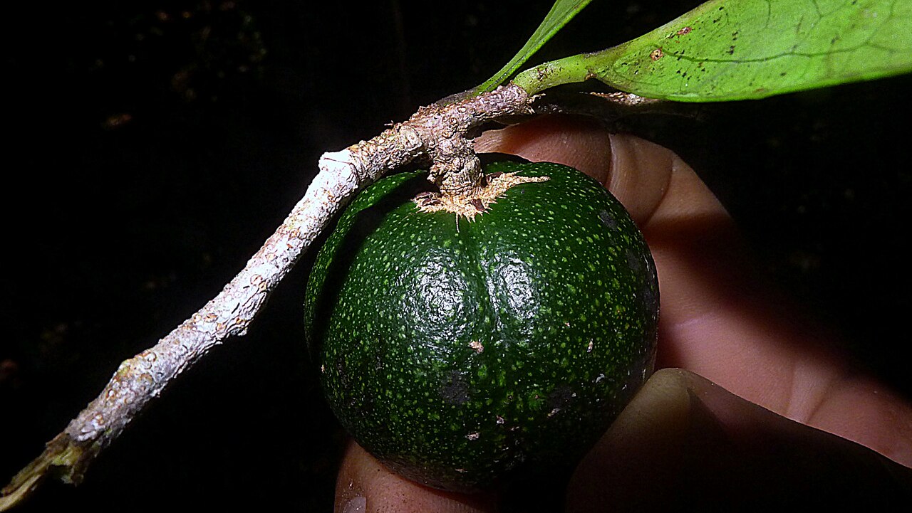 Casearia bahiensis: Casearia bahiensis Sleumer