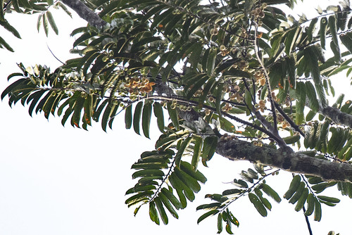 Cuero de rana (Casearia bicolor)