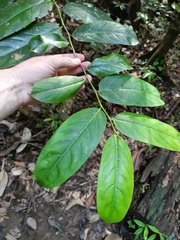 Cuero de rana (Casearia bicolor)