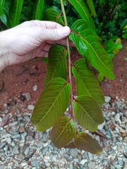 Cuero de rana (Casearia bicolor)