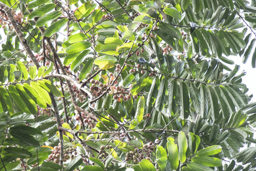 Cuero de rana (Casearia bicolor)