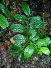 Cuero de rana (Casearia bicolor)
