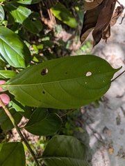 Cuero de rana (Casearia bicolor)