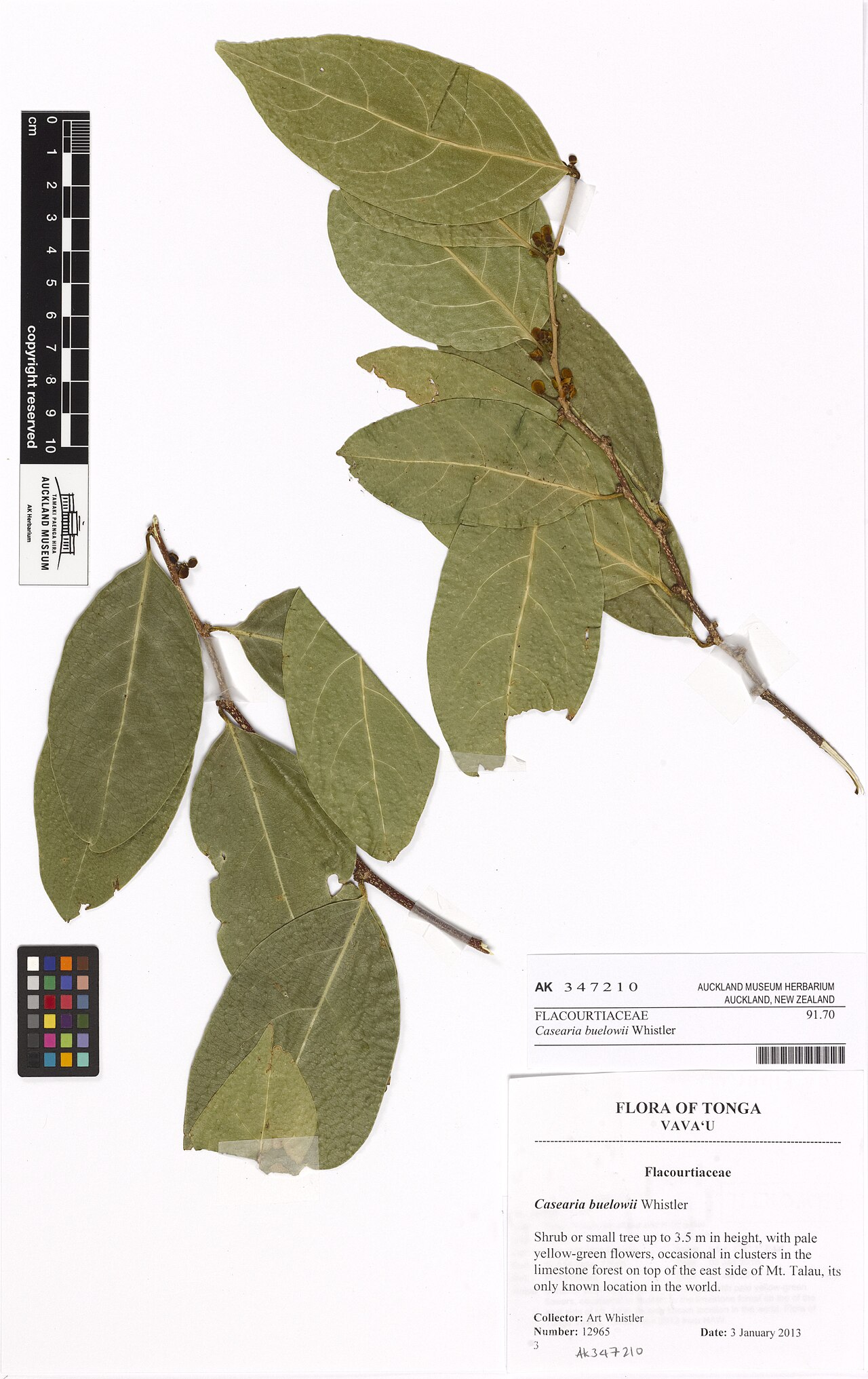 Casearia buelowii (Casearia buelowii)