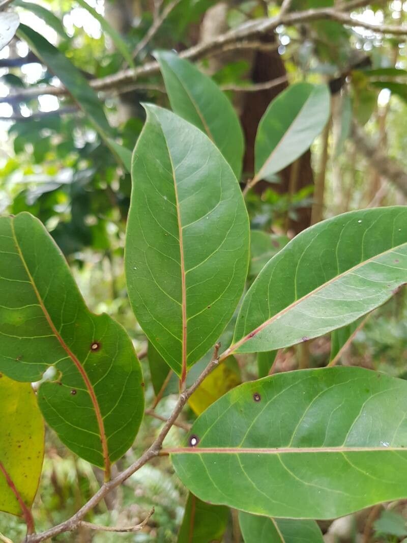Casearia coriacea (Casearia coriacea)