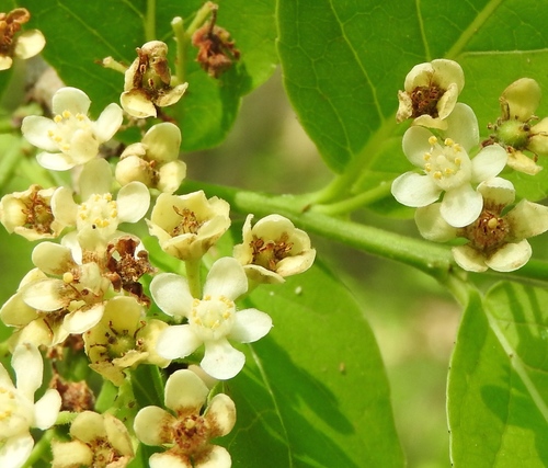 Casearia corymbosa (Casearia corymbosa)