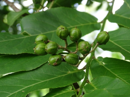 Casearia corymbosa (Casearia corymbosa)