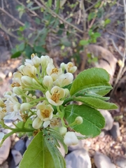 Casearia corymbosa (Casearia corymbosa)