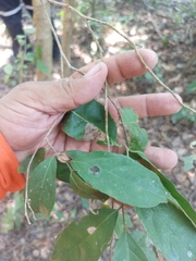 Casearia corymbosa (Casearia corymbosa)
