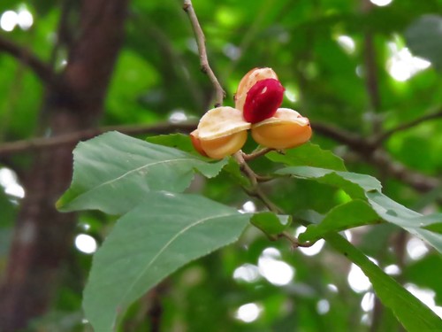 Casearia corymbosa (Casearia corymbosa)