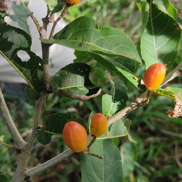Casearia corymbosa (Casearia corymbosa)