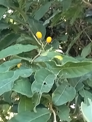 Casearia corymbosa (Casearia corymbosa)