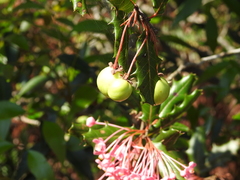 Casearia crassinervis (Casearia crassinervis)