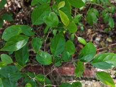 Wild honeytree (Casearia decandra)
